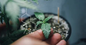 Was ist das Endocannabinoid-System?